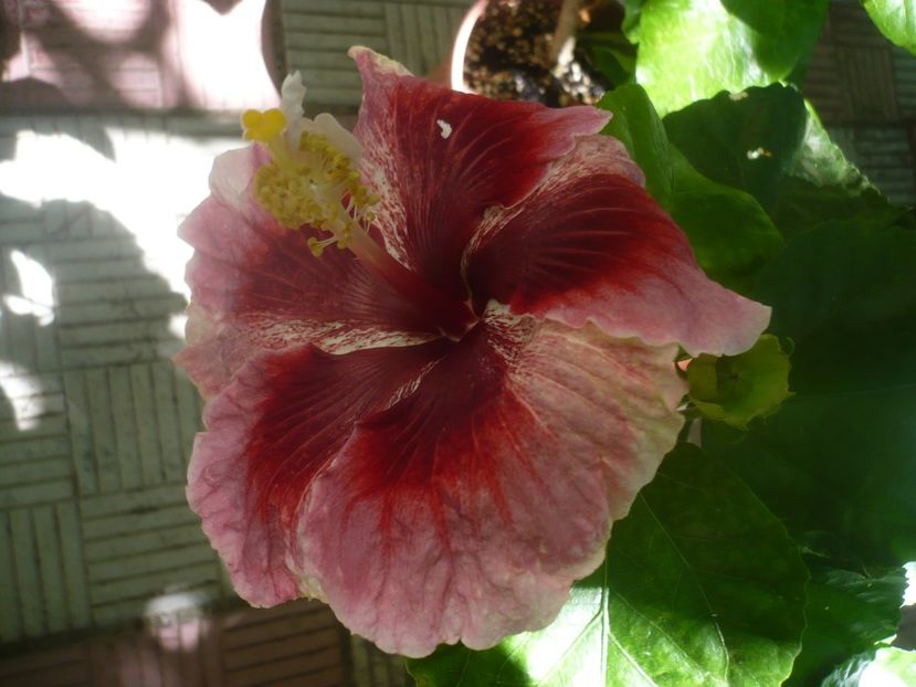 P1450732 - HIBISCUSI 2020-3
