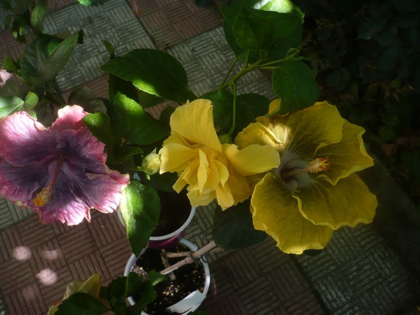 P1450735 - HIBISCUSI 2020-3