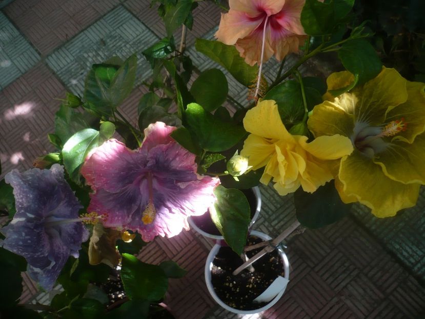 P1450738 - HIBISCUSI 2020-3