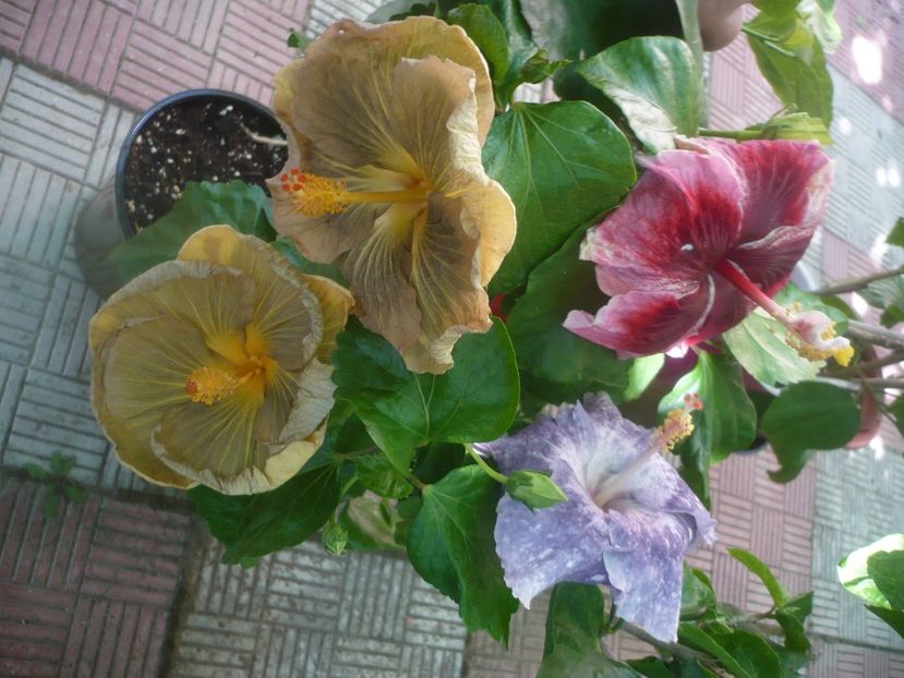 P1450753 - HIBISCUSI 2020-3