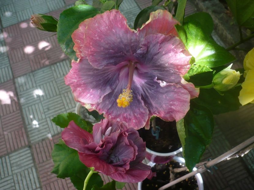 P1450756 - HIBISCUSI 2020-3