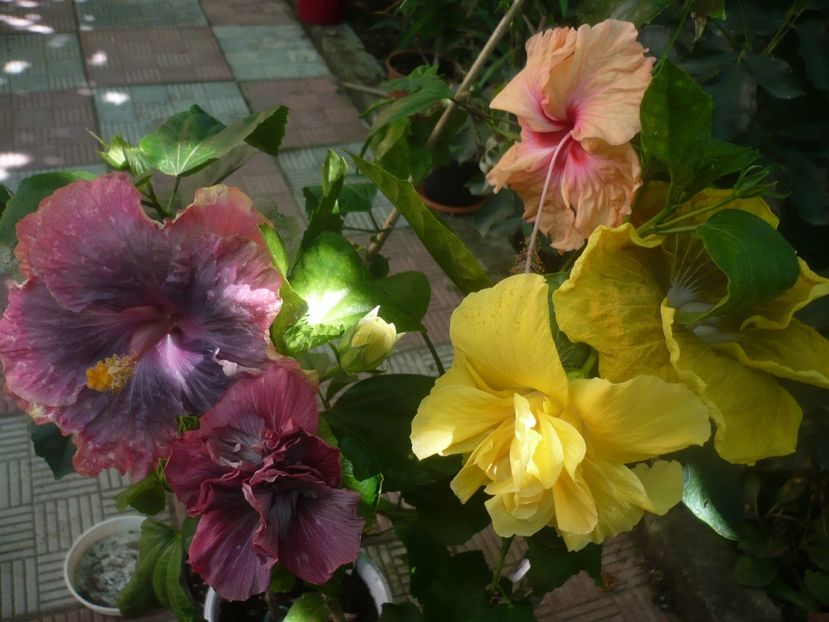 P1450758 - HIBISCUSI 2020-3