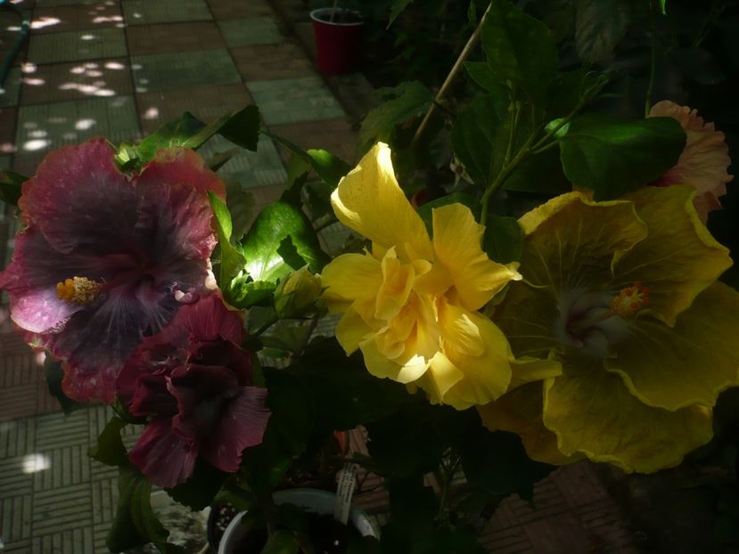 P1450760 - HIBISCUSI 2020-3