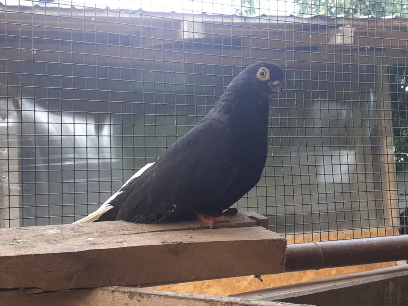  - 6-Negru Codalb Romanesc