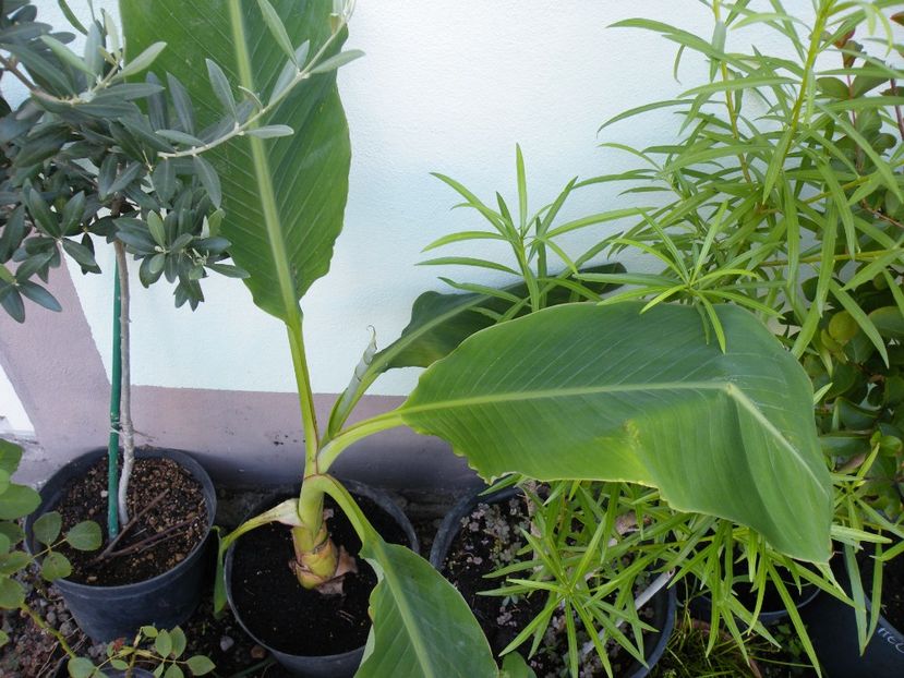 musella lasiocarpa - 2020