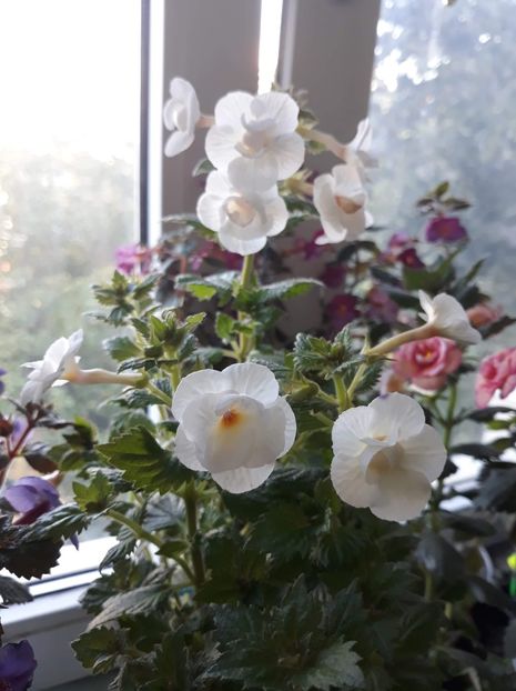 ...frumi tare! multumesc!.... - P20 - IVORY QUEEN