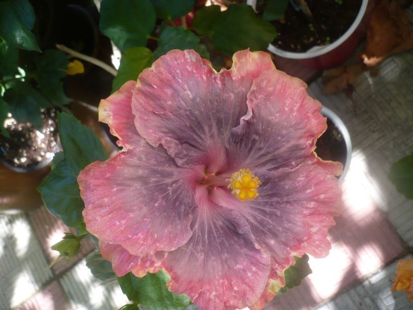 17.08.2020 - Purple Pashmina