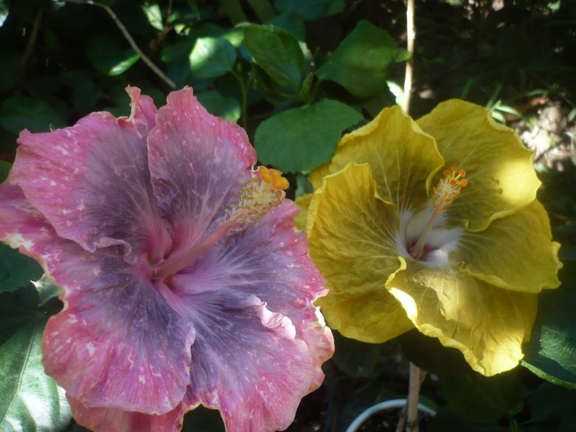 P1450721 - Purple Pashmina