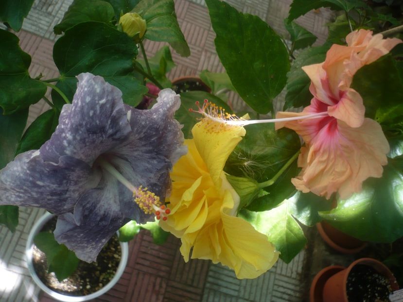 17.08.2020 - Moorea Teanihei