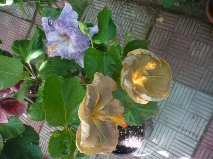 P1450749 - Moorea Teanihei