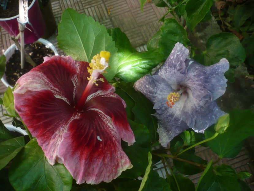 P1450751 - Moorea Teanihei