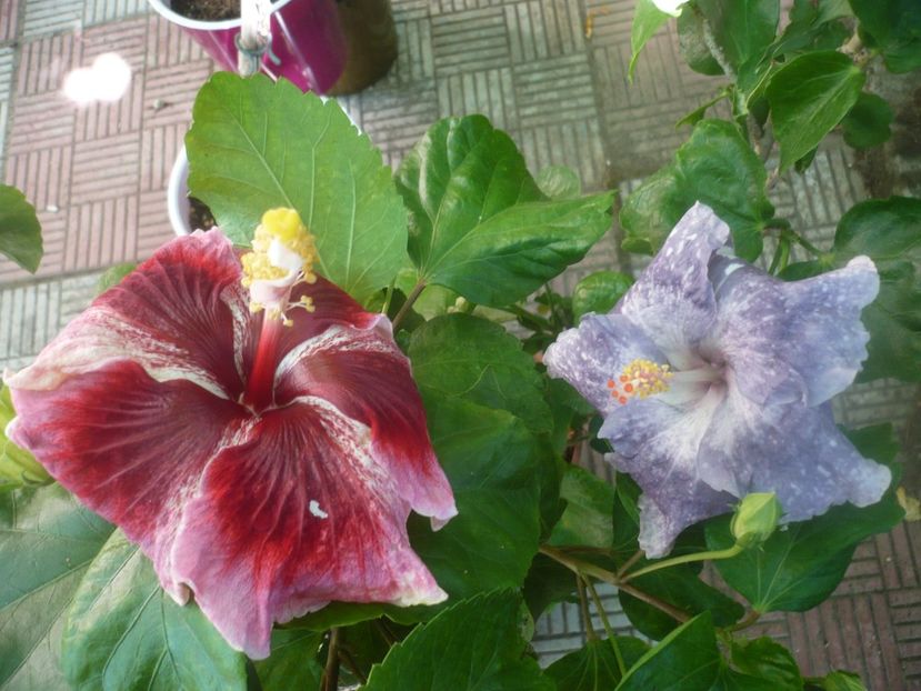 P1450755 - Moorea Teanihei