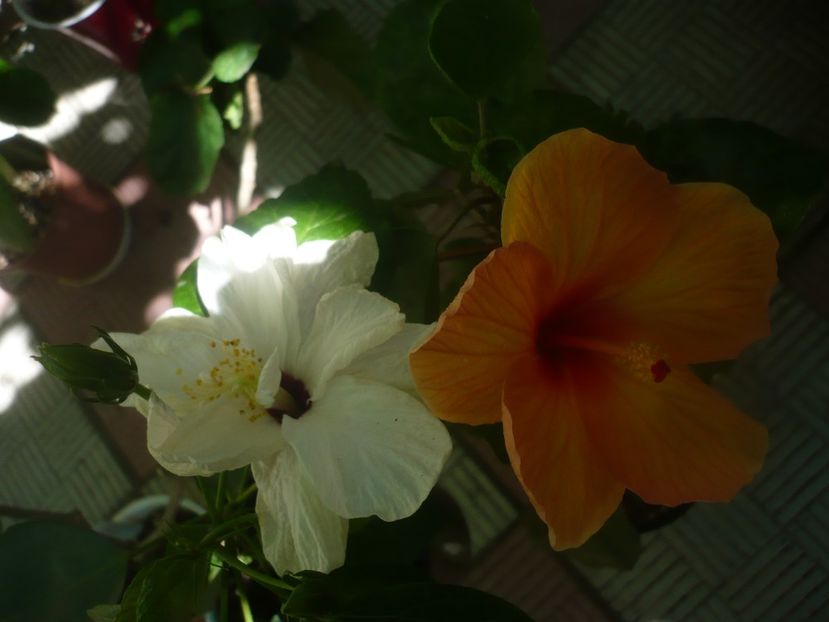 17.08.2020 - Alb dublu