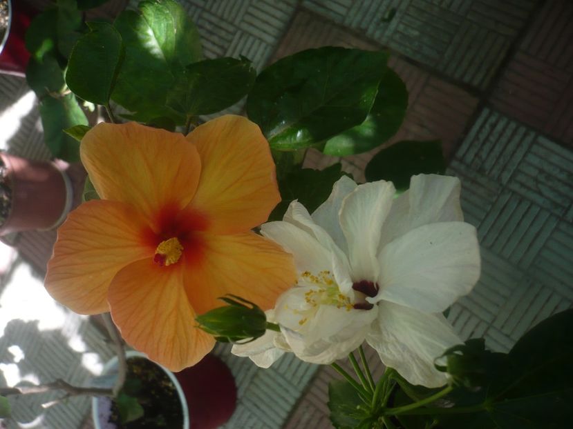 P1450730 - Alb dublu