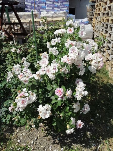  - Warner eyes for you