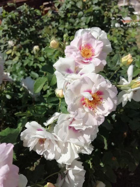  - Warner eyes for you