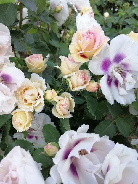  - Warner eyes for you