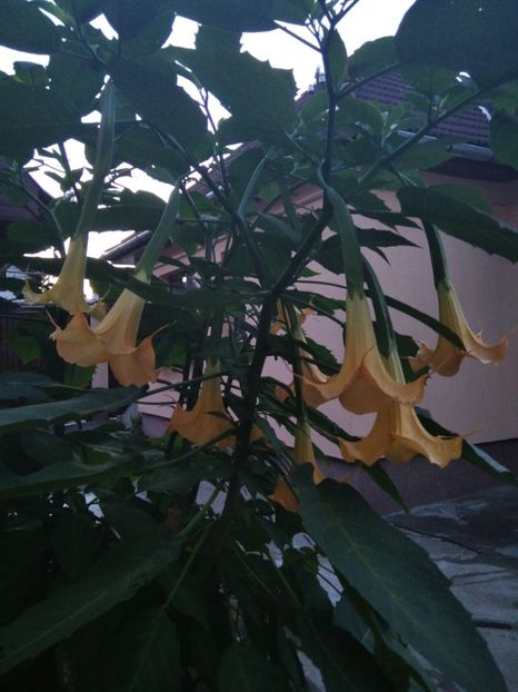  - 2020 BRUGMANSIA