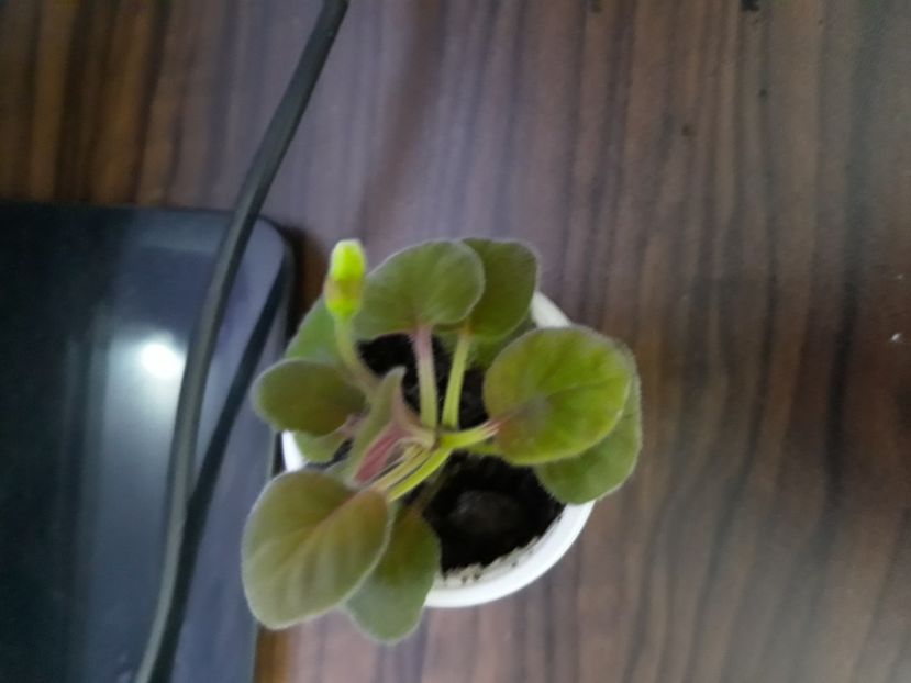  - Pentru Catalina 123