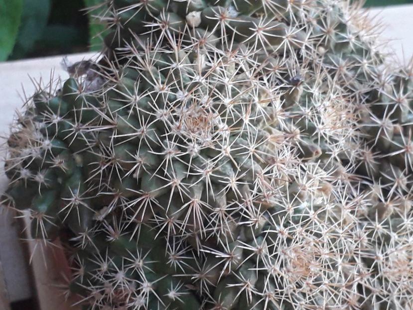  - Cactusi 2020