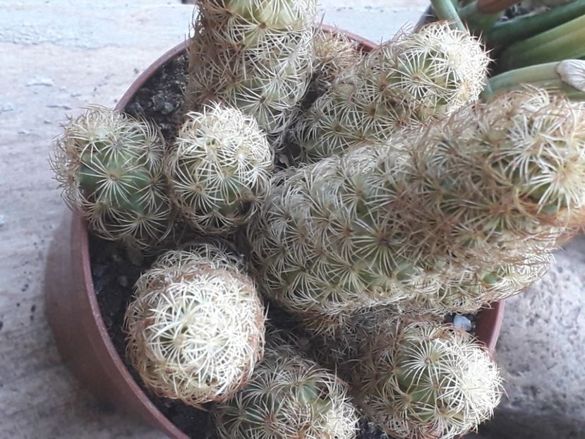  - Cactusi 2020