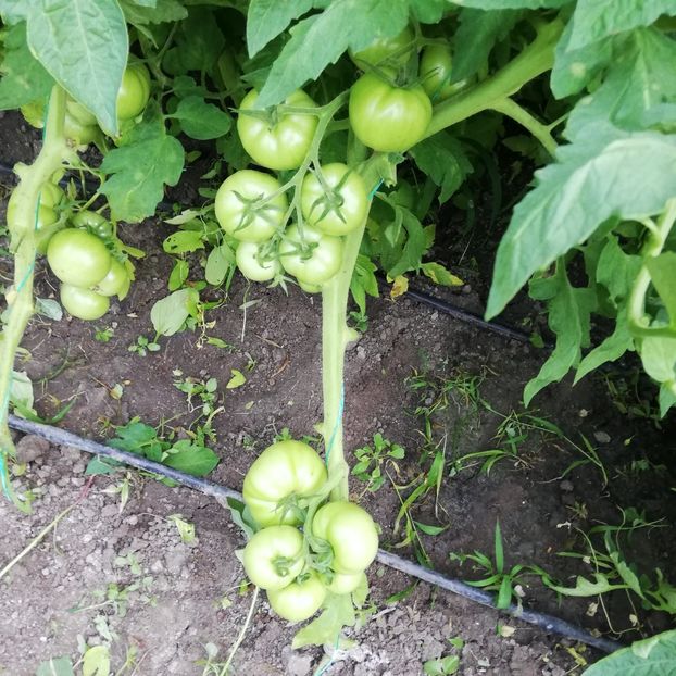  - 0 0-2020-2023 curtea cu toate cele!