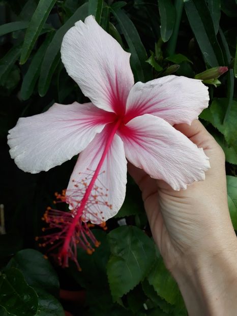  - hibi albo lacinatus