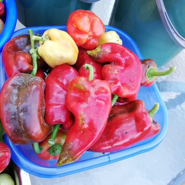  - 0 0-2020-2023 curtea cu toate cele!