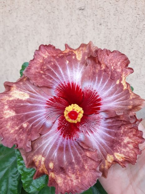  - Hibi Dragon Bay Treasure