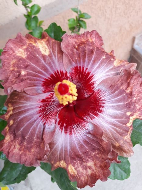  - Hibi Dragon Bay Treasure