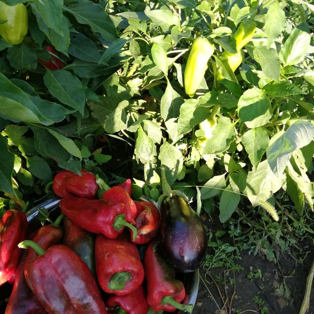  - 0 0-2020-2023 curtea cu toate cele!