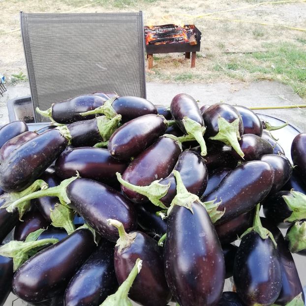  - 0 0-2020-2023 curtea cu toate cele!