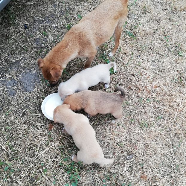  - 0 0-2020-2023 curtea cu toate cele!