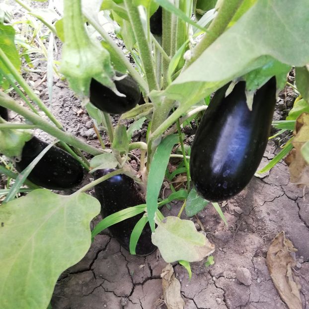  - 0 0-2020-2023 curtea cu toate cele!