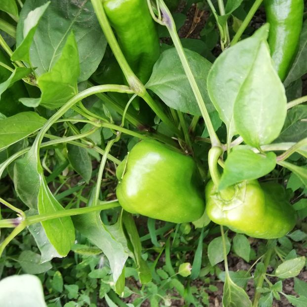  - 0 0-2020-2023 curtea cu toate cele!