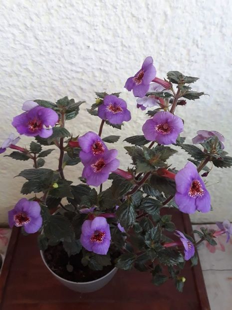  - 0001 2022 - Big Bang