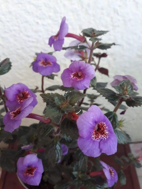  - 0001 2022 - Big Bang