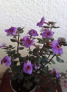  - 0001 2022 - Big Bang