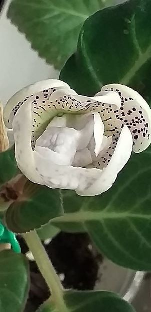 117816378_3191237474290966_3092194987113141208_o - Gloxinia 2020