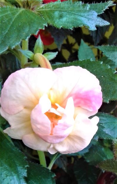  - 0000 ACHIMENES