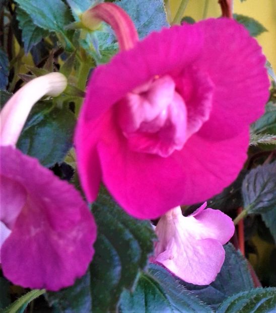  - 0000 ACHIMENES
