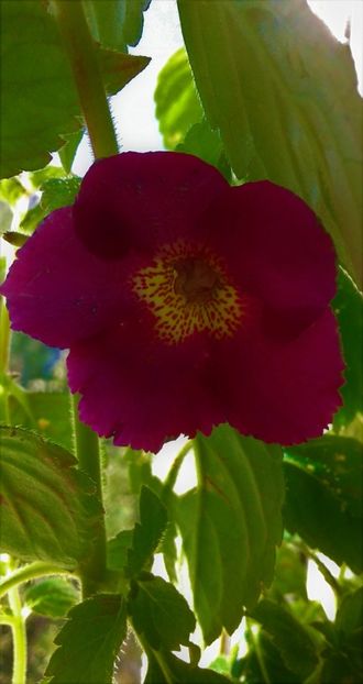  - 000012 ACHIMENES