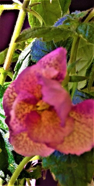 - 000012 ACHIMENES