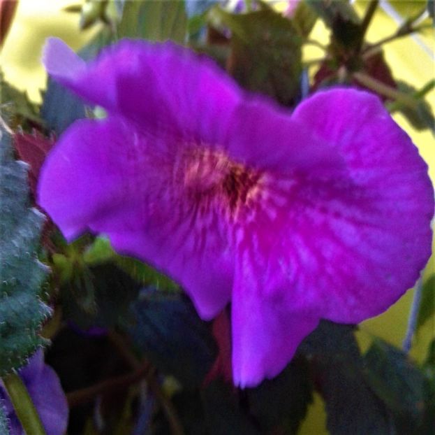  - 000012 ACHIMENES