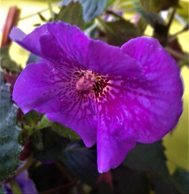  - 000012 ACHIMENES