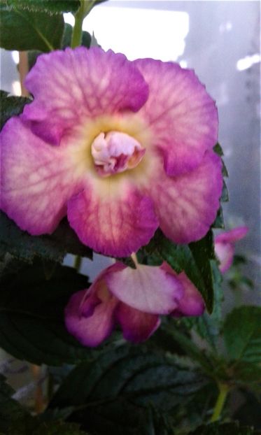  - 000012 ACHIMENES