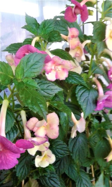  - 000012 ACHIMENES