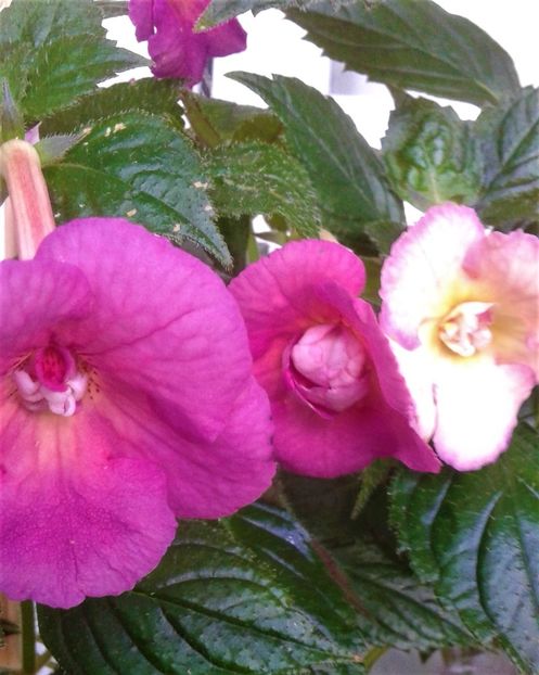  - 000012 ACHIMENES