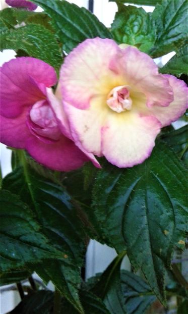  - 000012 ACHIMENES