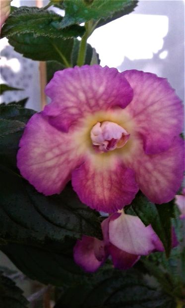  - 000012 ACHIMENES
